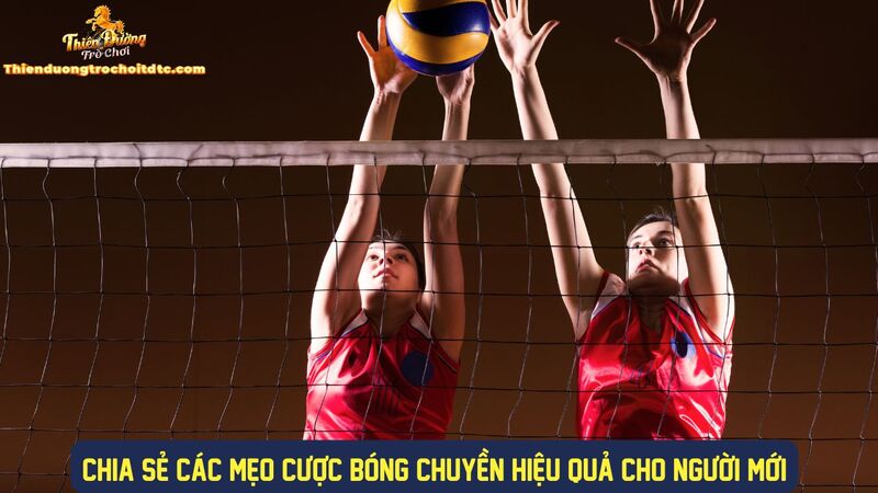 Mẹo cược bóng chuyền hiệu quả khi chơi